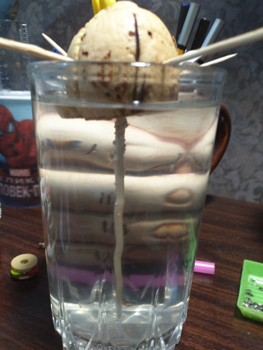 Вот такого размера корень моей косточки сейчас 29 день корень 9 см