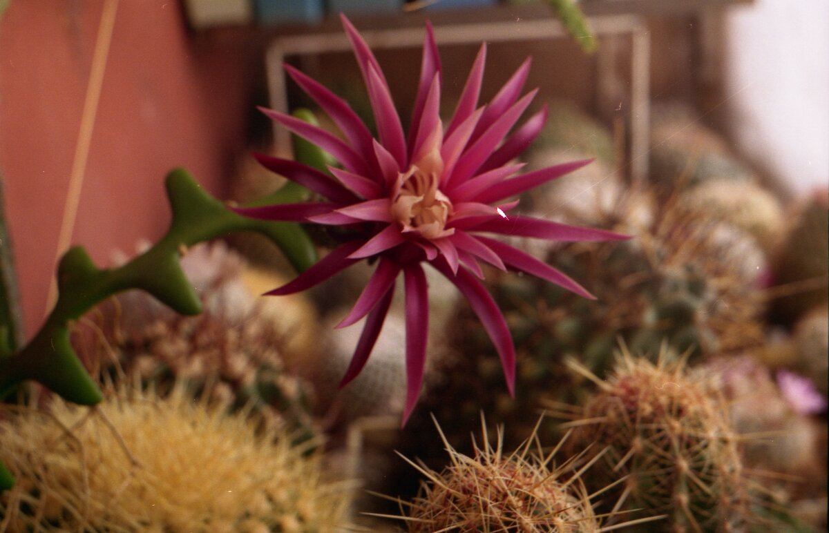 Селеницереус антонианус - кактус среди кактусов. Фото автора.