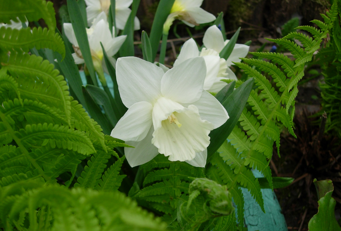 Фото 2. Мой БЕЛЫЙ САД в МАЕ