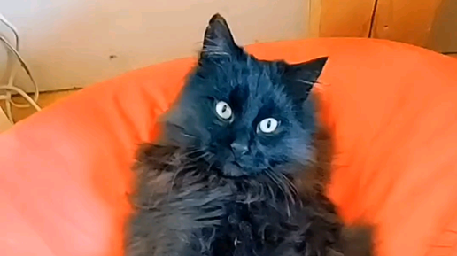 Кот чак. Кот еврей. Акробат прикол кот. Фотография кот дед инсайд. Кот чак.