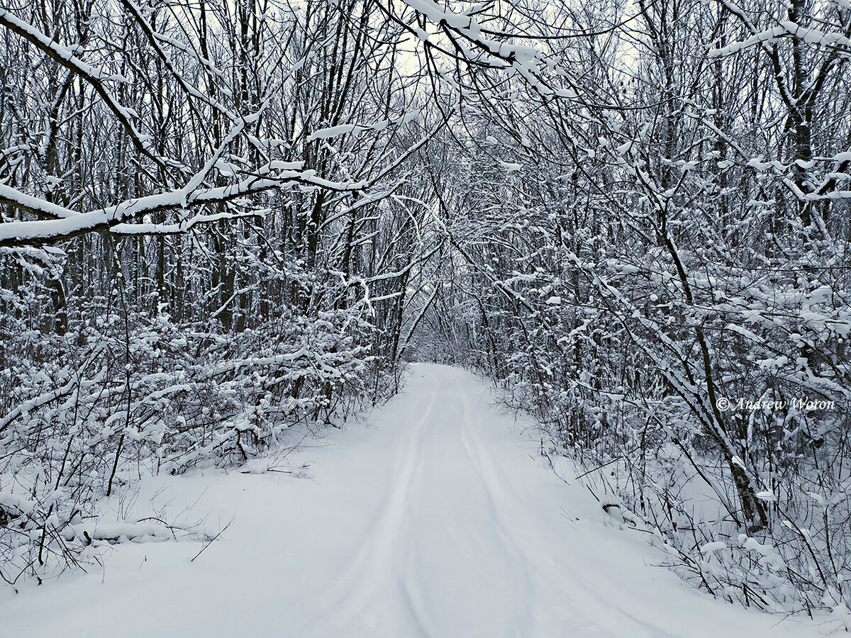 Одна из боковых лесных просек