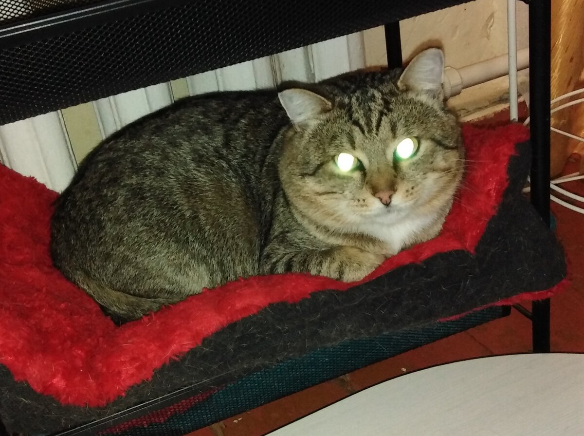 Кузя, фото автора