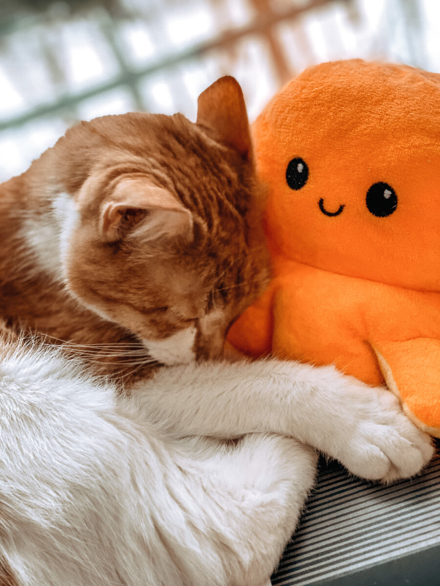 В отеле мы делали, в основном, видео. Их можно посмотреть у меня на канале. А в качестве иллюстраций к статье - наш кот-путешественник Коржик 