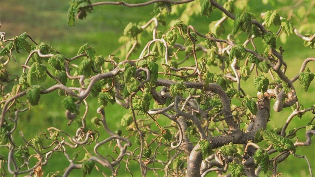Трость Гарри Лаудера (Corylus avellana "Contorta")