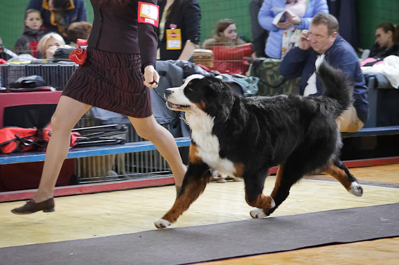 Шебочка на выставке. По документам у нее была другая кличка.