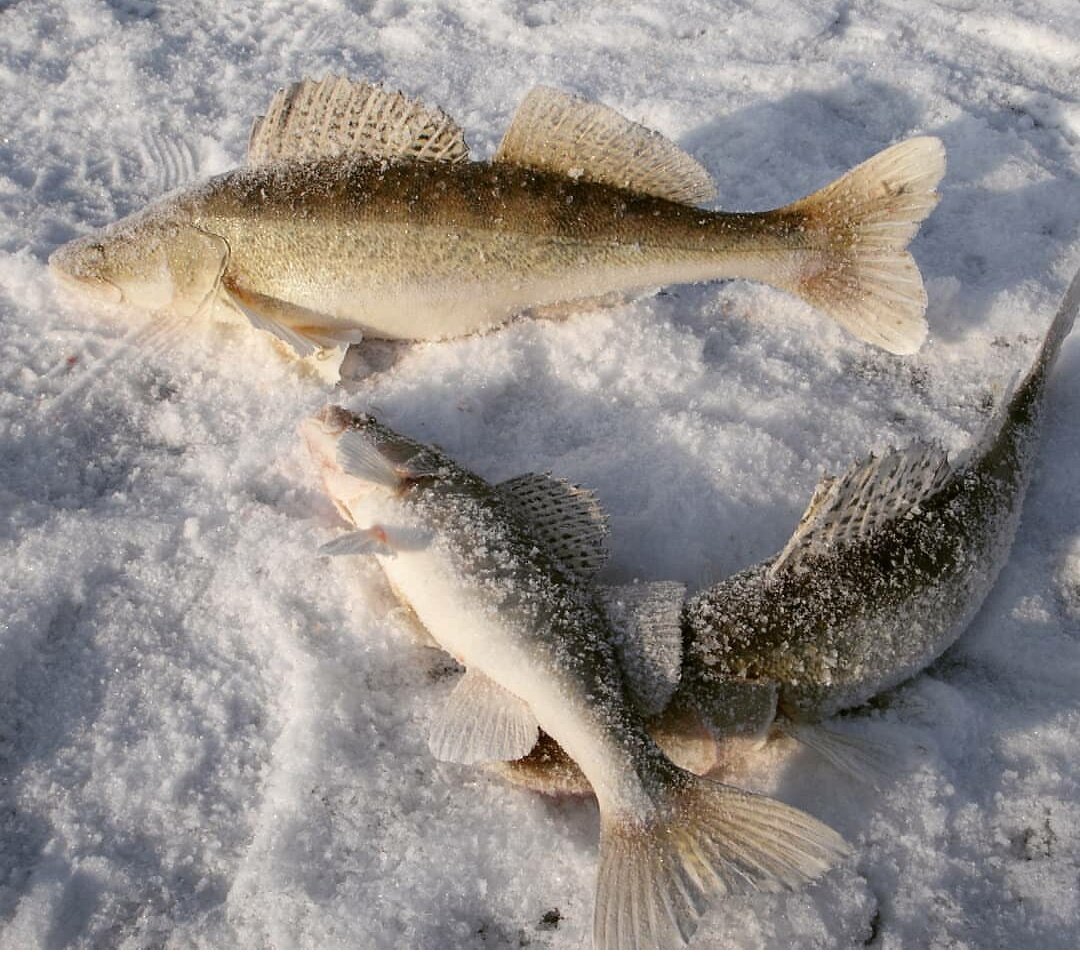 В тот раз  вместо окуня я к своей радости нашел судака.