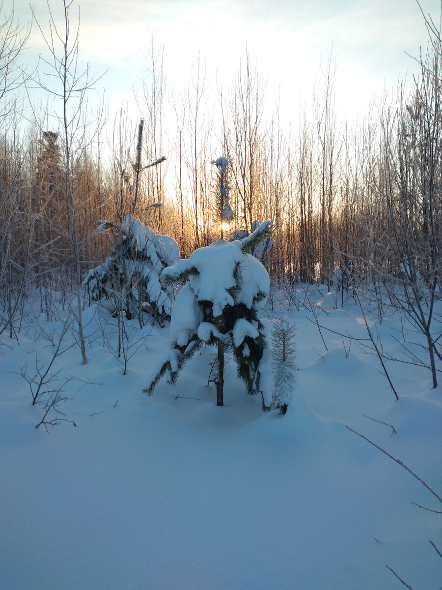Зимний закат в лесу.