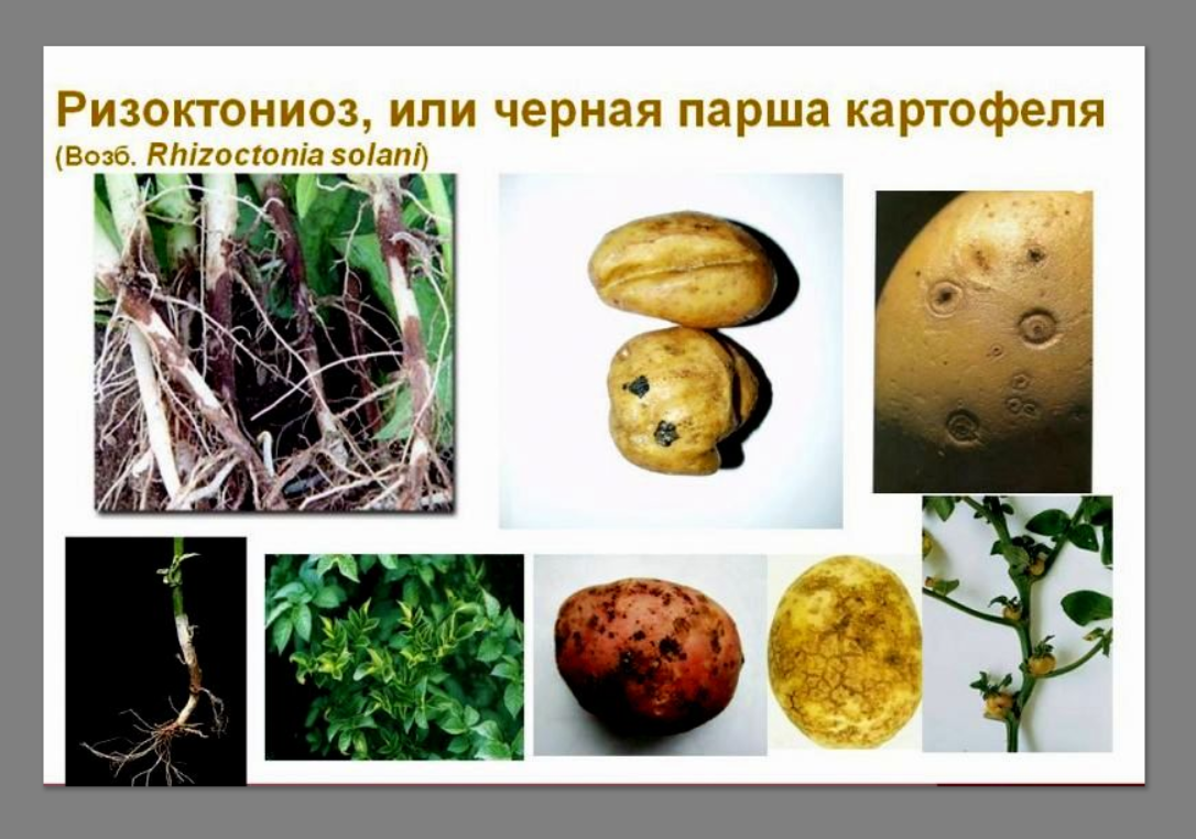 https://vk.com/photo-159774511_457251488