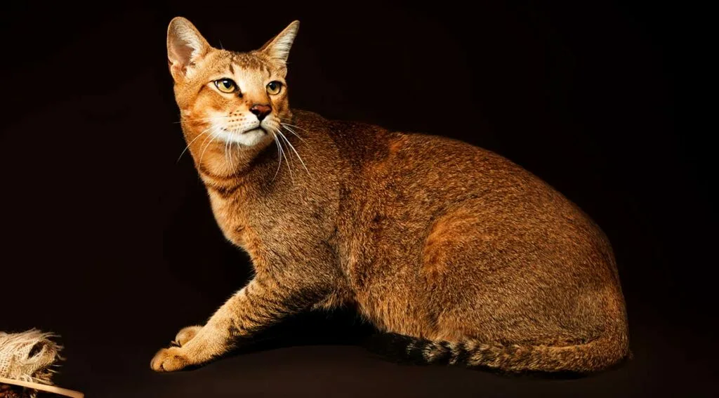 Породы рыжих кошек с фотографиями и названиями | Сайт «Мурло»