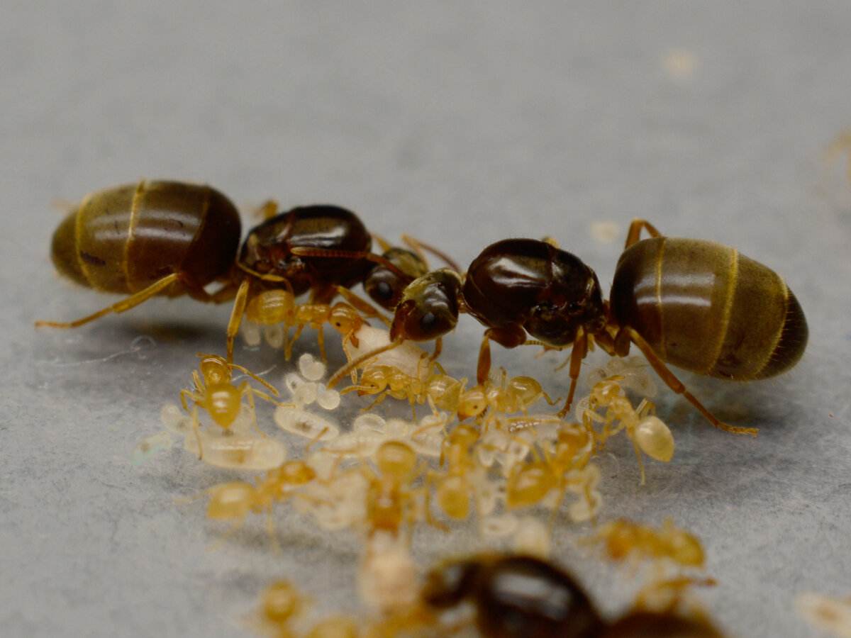 Lasius flavus желтый Земляной муравей