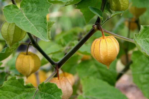 физалис ананасовый.