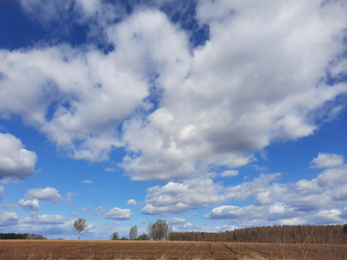 Вспаханное поле, лес, голубое небо с облаками - красота) 