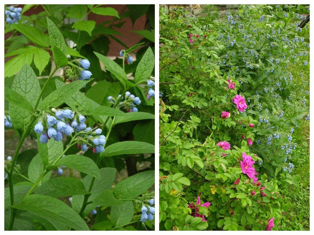 Окопник кавказский