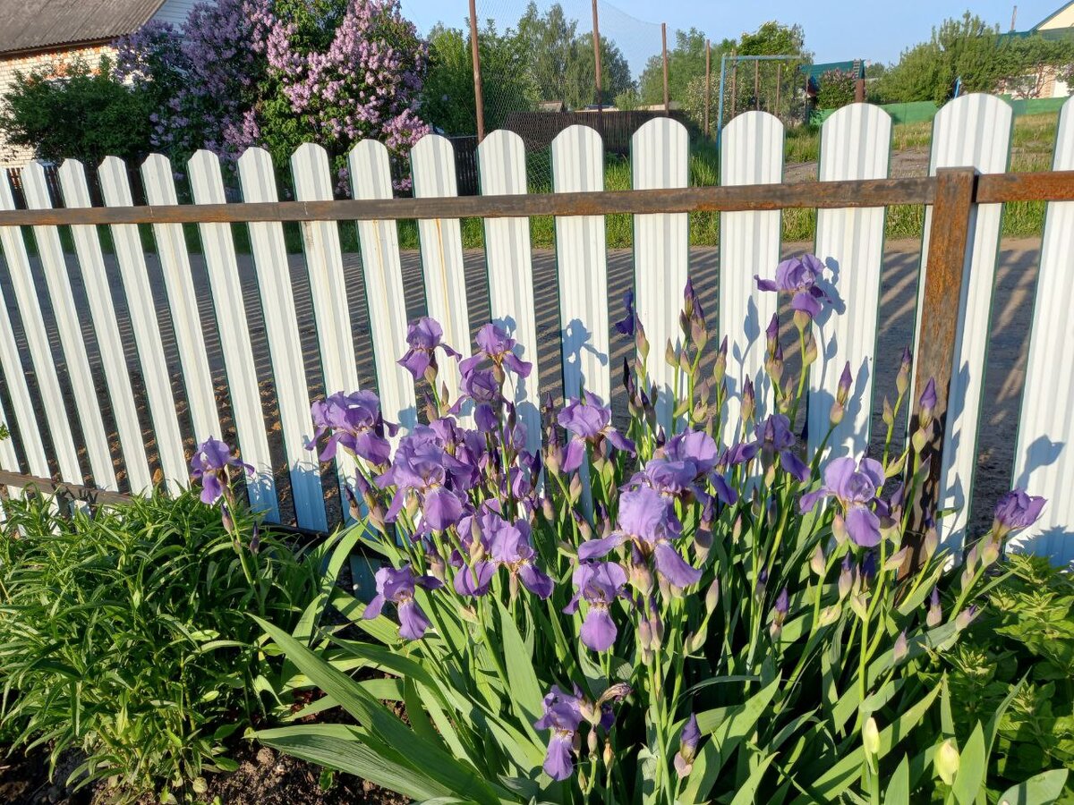 Фото автора. Вот эти самые ранние ирисы растут как сорная трава. Не успеваю от них избавляться.