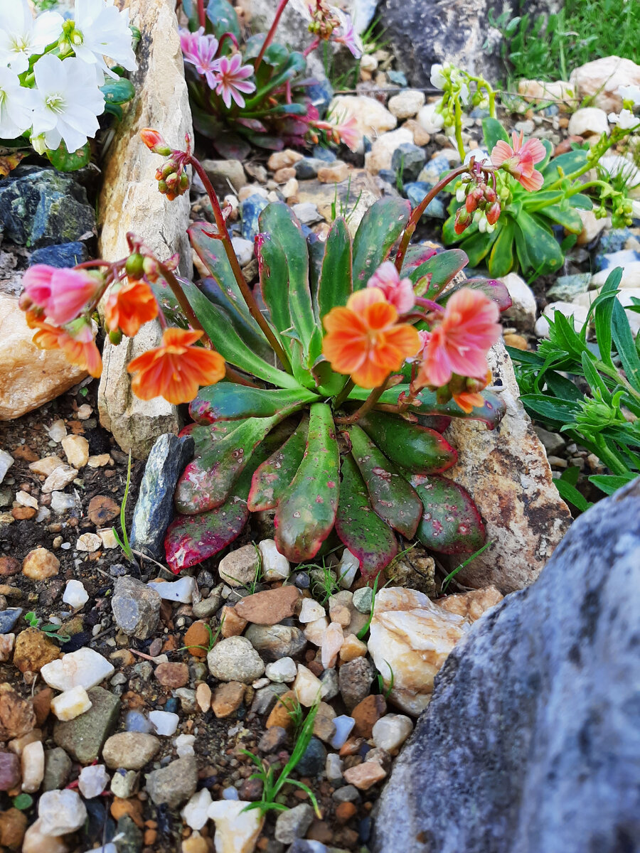 Левизия котиледон — L. cotyledon, Эти левизии котиледон пережили вторую зиму, фото автора  от 02.06.22