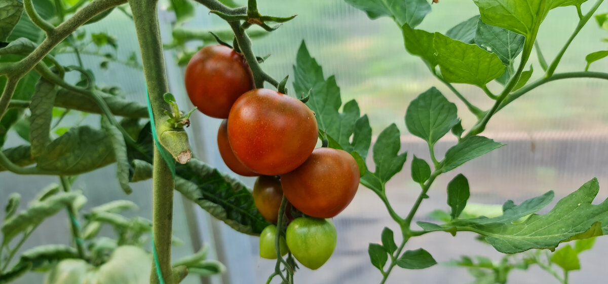 Помидоры кормящей маме. Как помидор стал культурным растением.