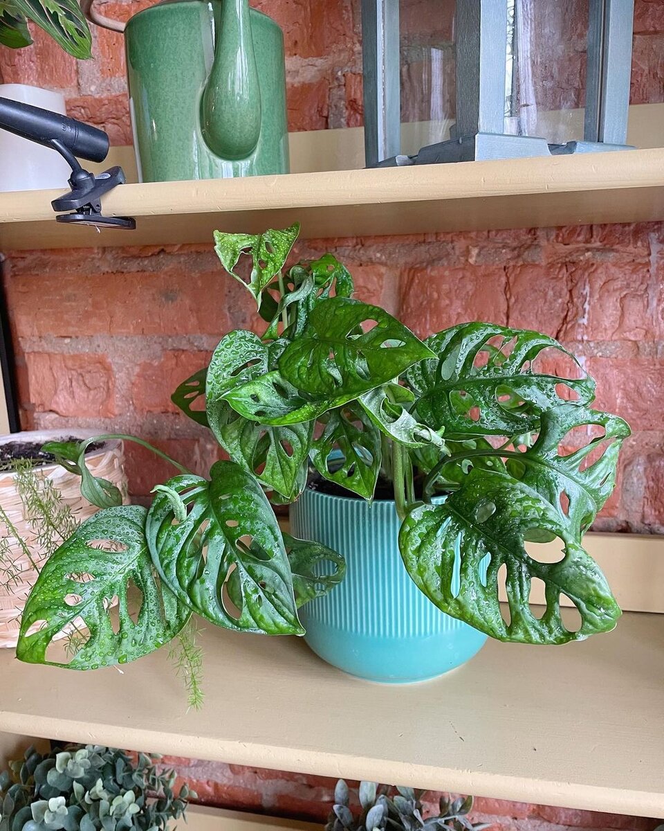 Монстера манки