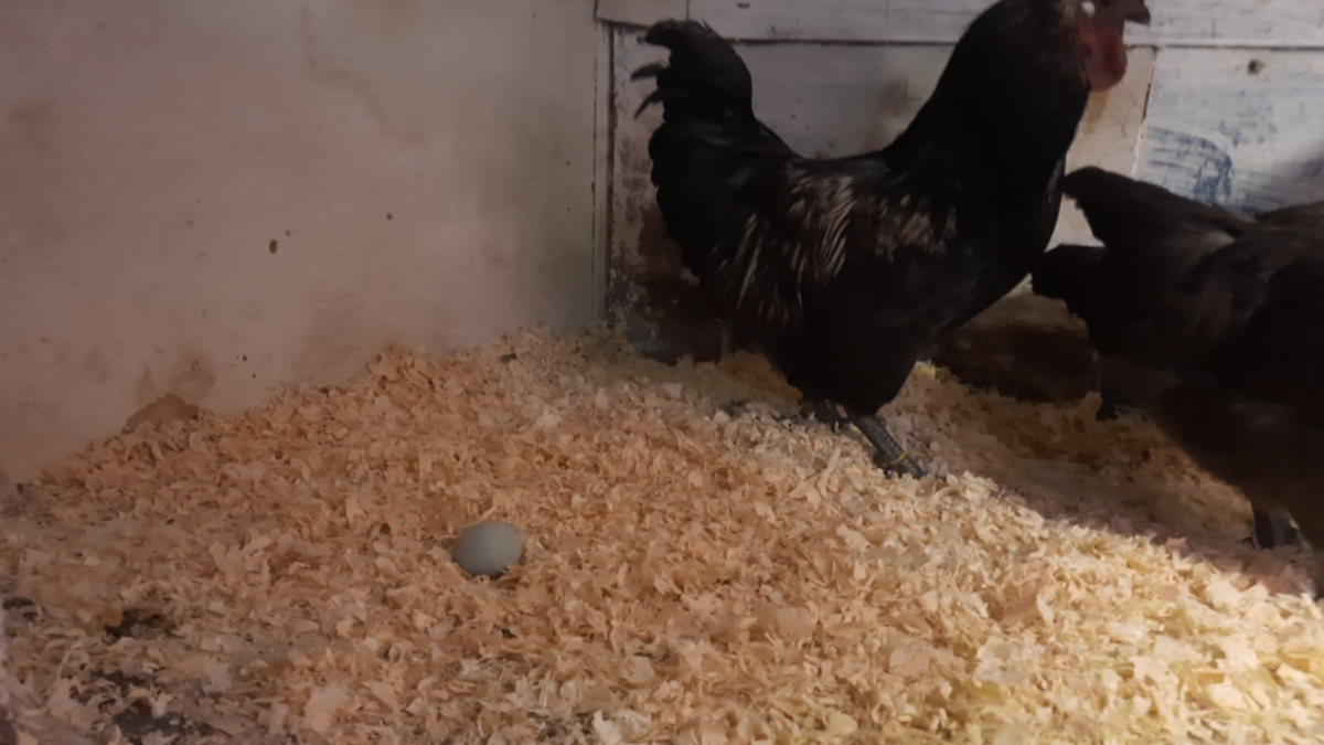 Снесли первое зеленоватое яйцо.