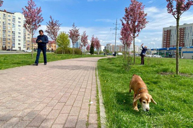 Елизаветинский сквер калининград елизаветинский сквер фото