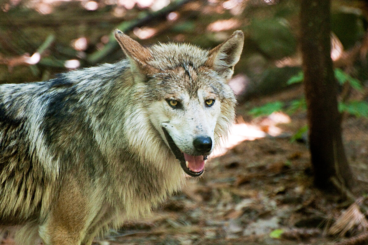 Wolf names. Американский волк. Мексиканский волк. Местный волк.