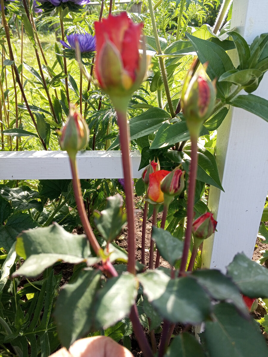 Вот такая роза набрала бутоны.