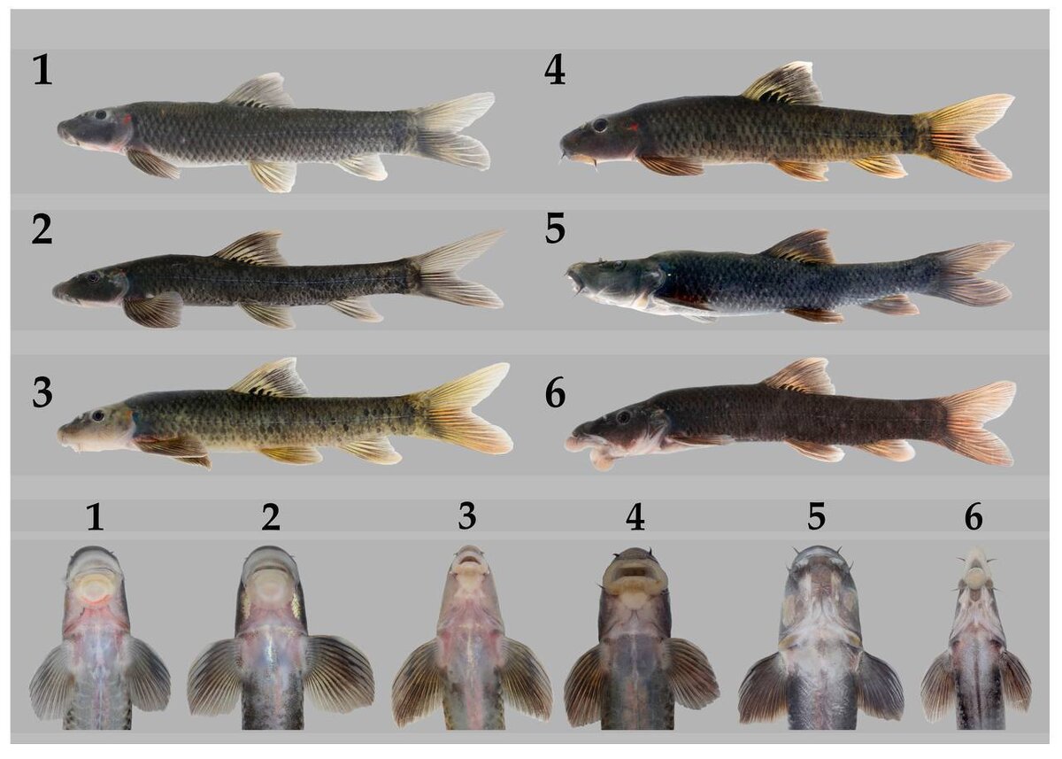     Исследованные авторами формы рыб / Komarova et al. / Diversity, 2022