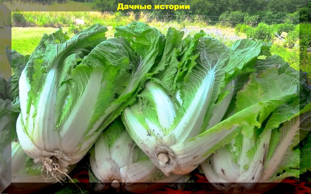 Капуста в конце сезона: поливы, уход и обработка капусты от мокрой гнили,  посадка пекинской капусты для позднеосеннего урожая | Дачные истории | Дзен