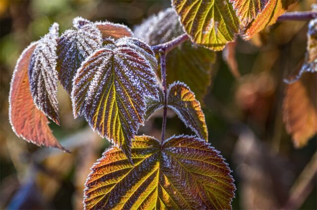    В какие регионы приходят первые заморозки?