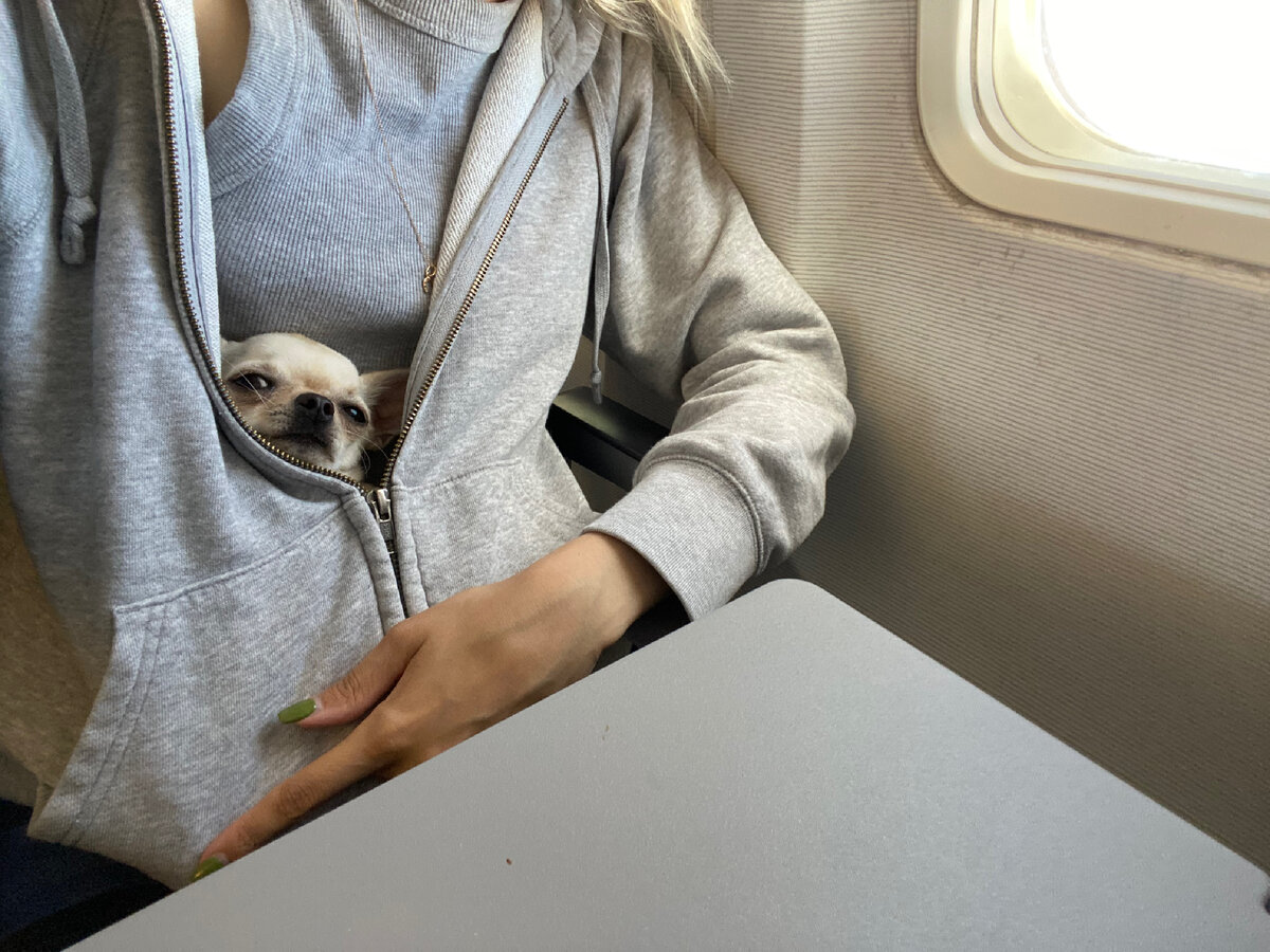 Это просто фотка моей собачки Милки в самолете. Улыбнитесь!