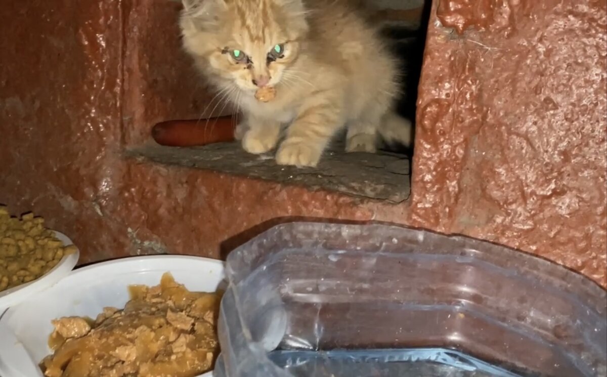 Испугалась зайка