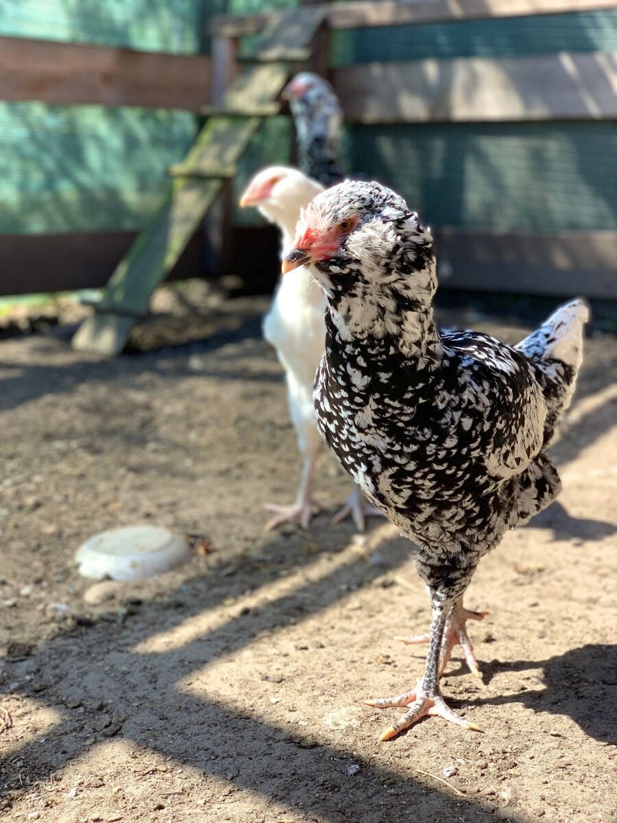 Курочки от петуха Джиги