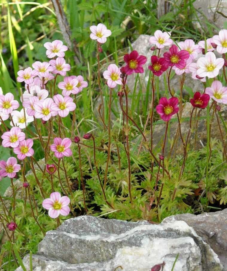 Саксифрага. Камнеломка (Saxifraga). Камнеломка Андерса. Камнеломка Цветущая.