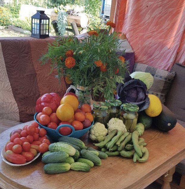 Урожай подписчицы Дачного агронома 