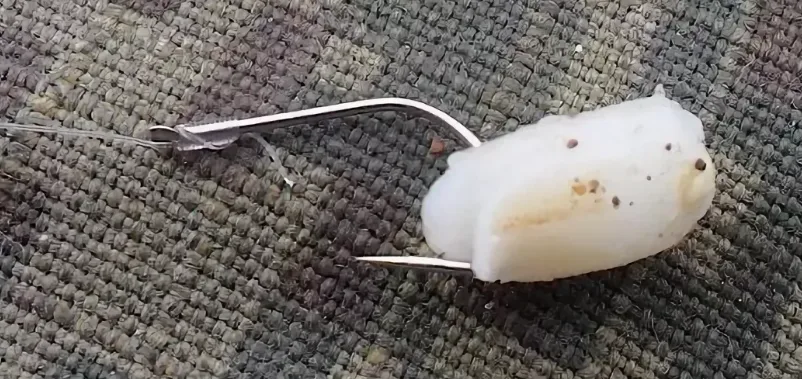 Монтаж для леща и подлещика. Насадка сала на крючок. Как ловить леща на сало. Как ловить леща на сало. Рыбалка на сало с чесноком.