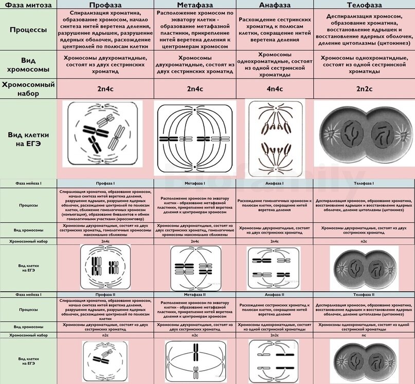 Stages of the Cell Cycle - Mitosis (Metaphase, Anaphase and Telophase) Mitosis, 