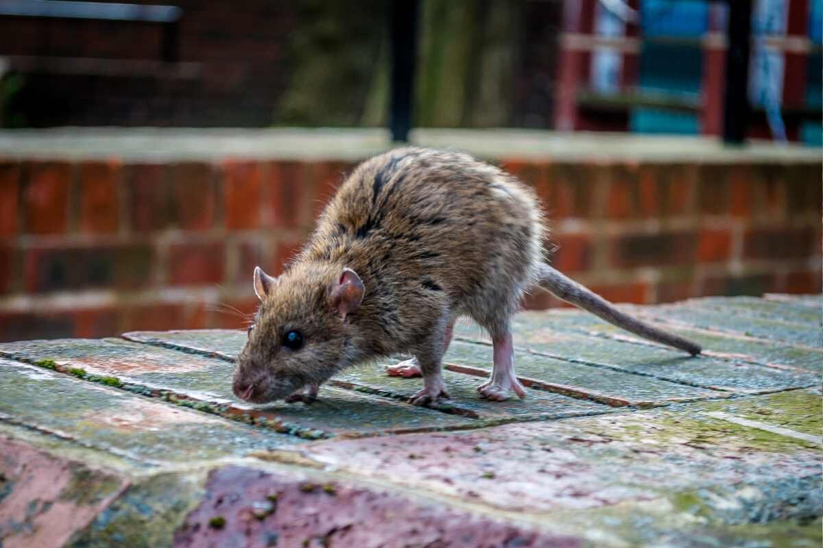 Пакарана животное. Морда крысы. Домашние грызуны. Серая крыса (пасюк) - rattus norvegicus. Люди грызуны.