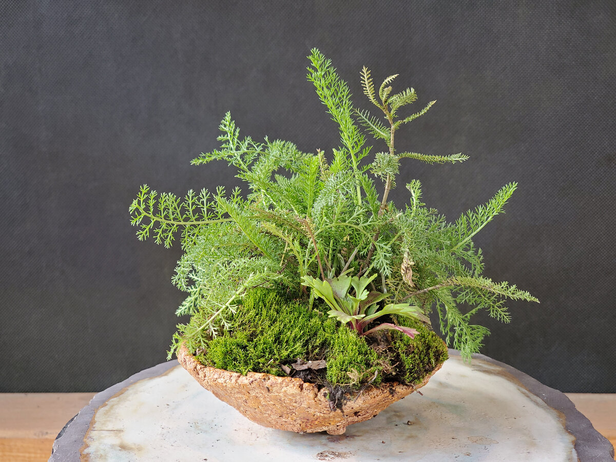 Тысячелистник