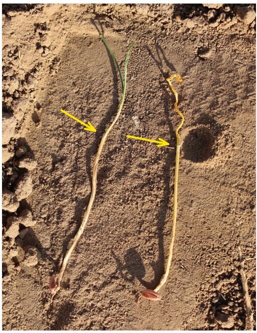    Почему стоит знать длину колеоптиля у сорта пшеницы