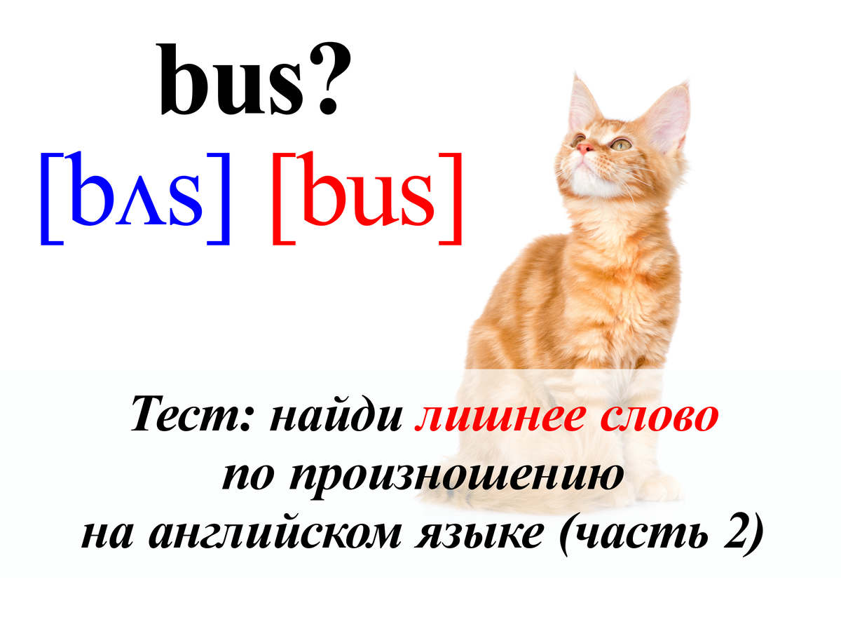 Кошка транскрипция на английском. Кошка по английскому. Карточка котенок. Кошка транскрипция на английском. Карточки по английскому языку cat.