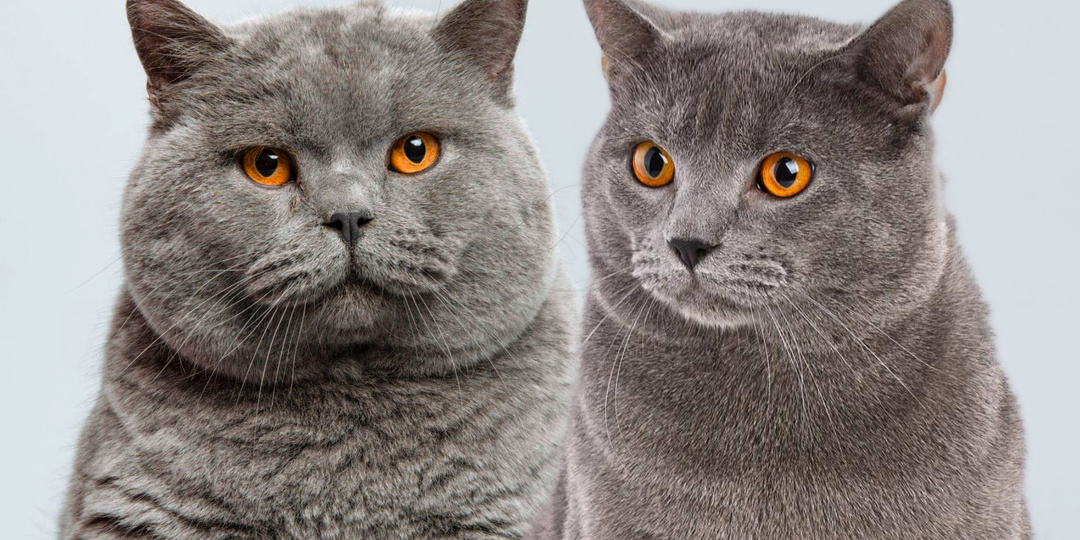 Как научиться быстро отличать британца от шартреза