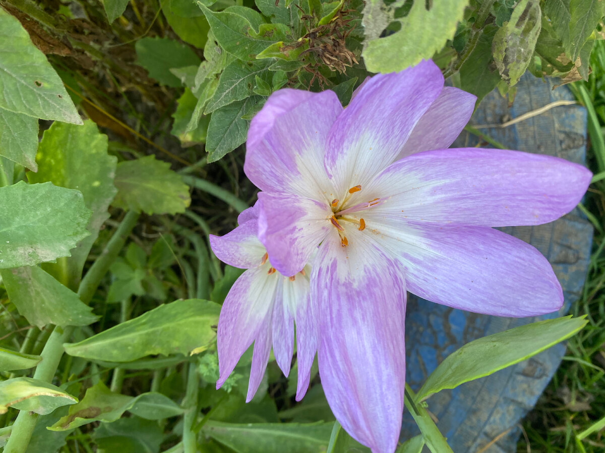 Безвременник в конце сентября