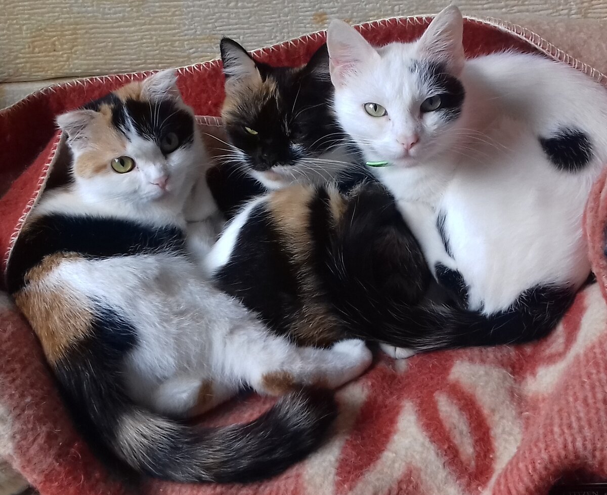 Аня, Ярина и Яна