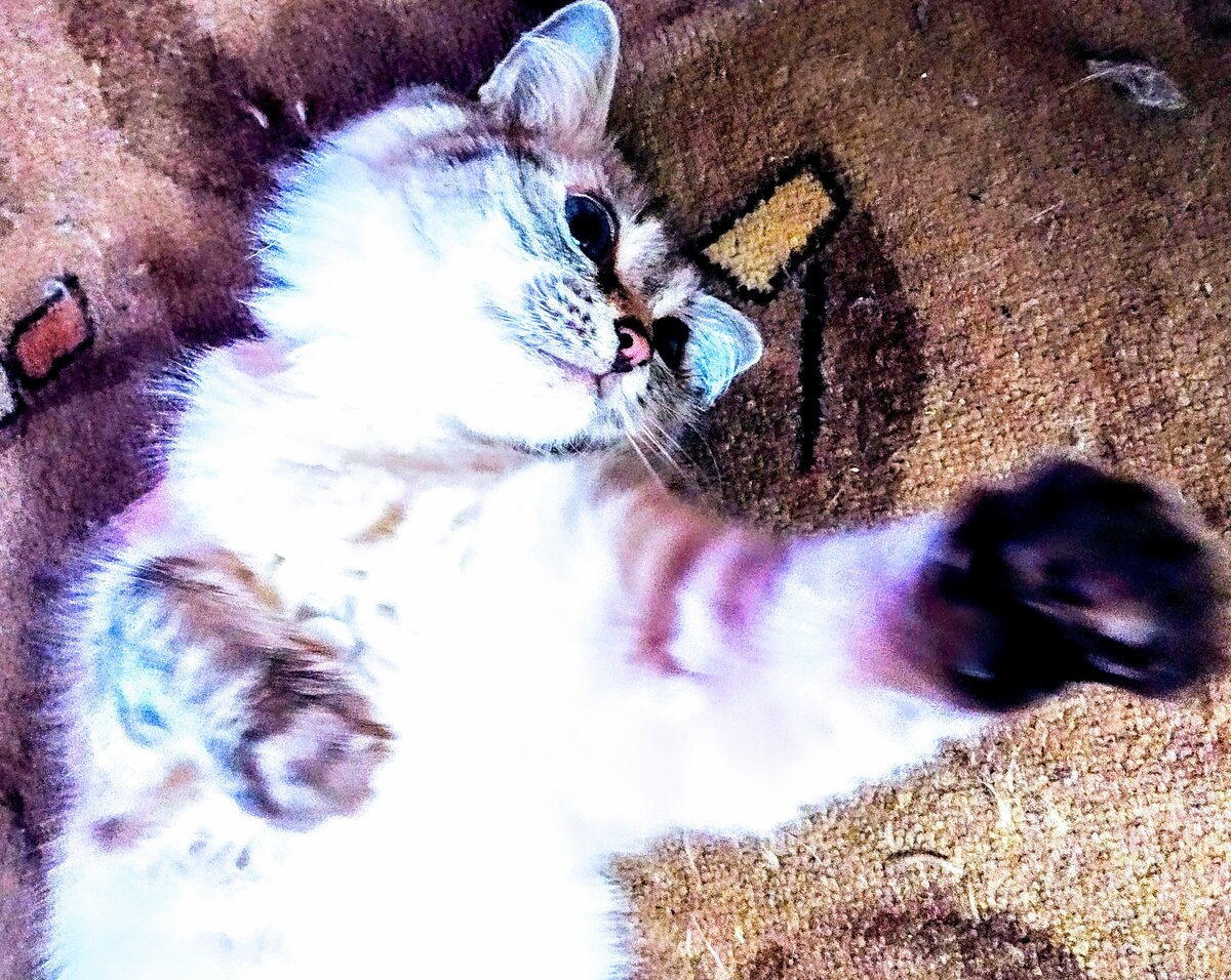 Фото из личного архива. Кошка Белка.  IMG_20191027_113412