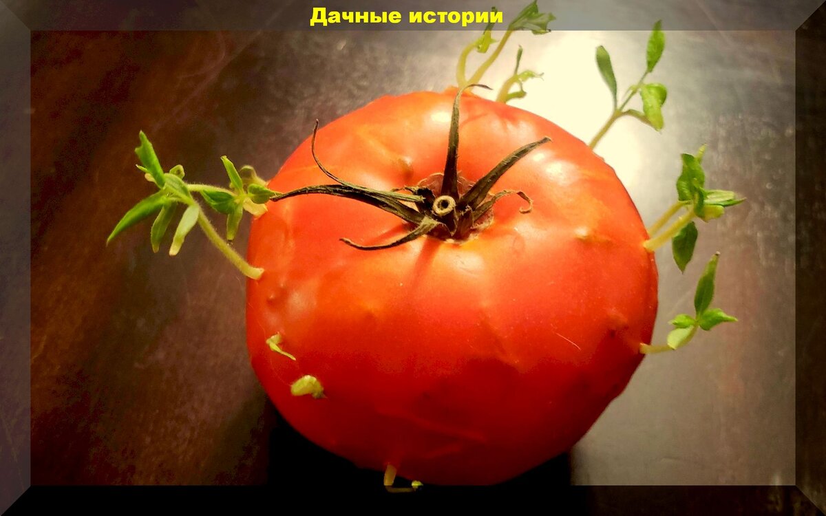 https://vk.com/photo-159774511_457243895