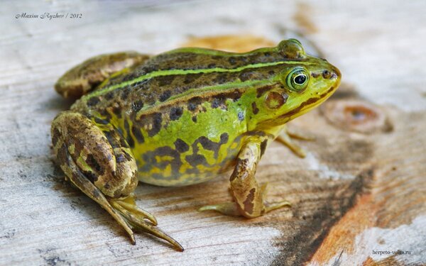 Съедобная лягушка Pelophylax esculentus