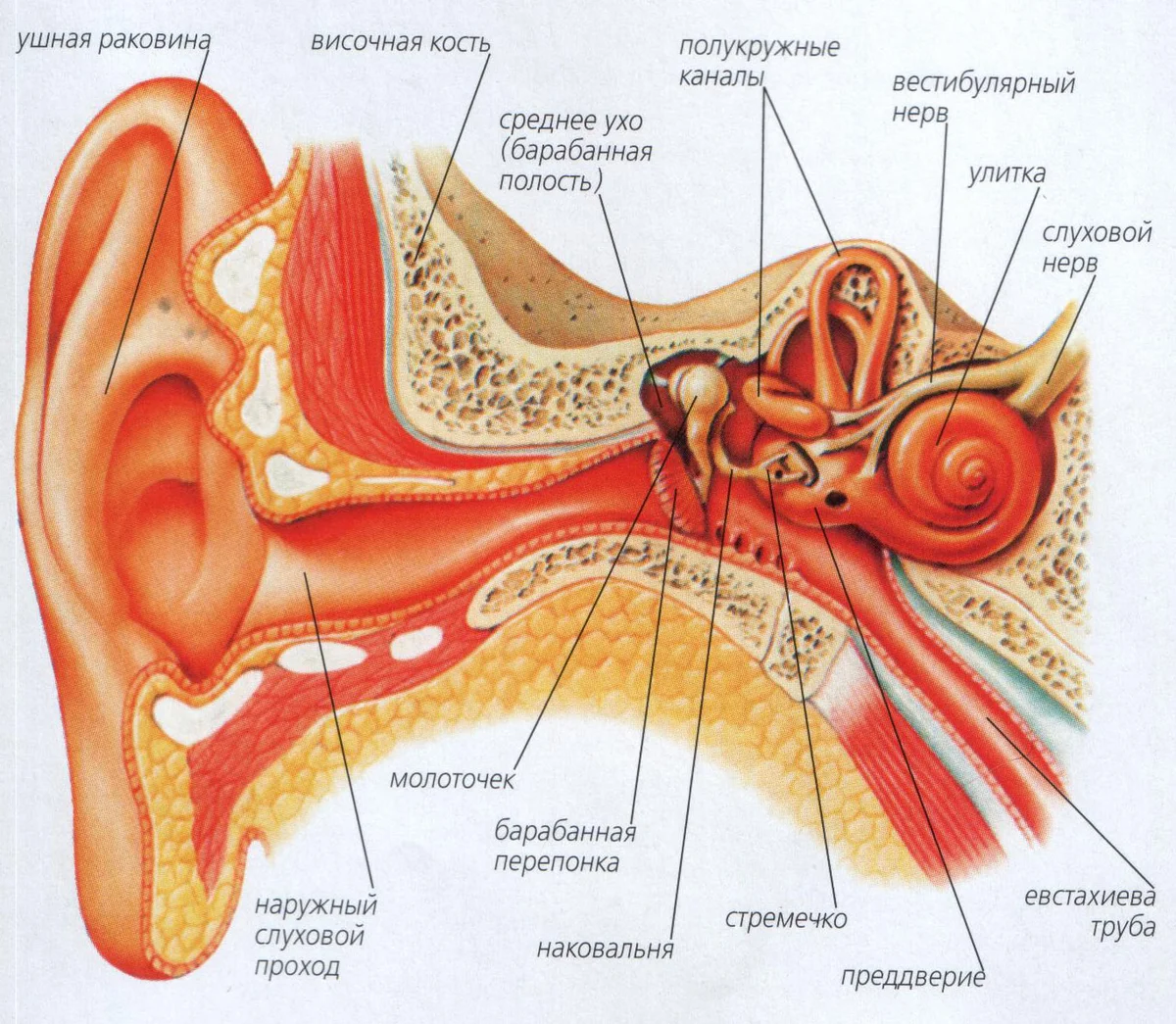 Орган слуха анатомия уха строение. Вестибулярный аппарат внутреннего уха строение. Строение уха и вестибулярного аппарата. Орган слуха наружное ухо среднее ухо внутреннее ухо. Орган слуха слуховая труба