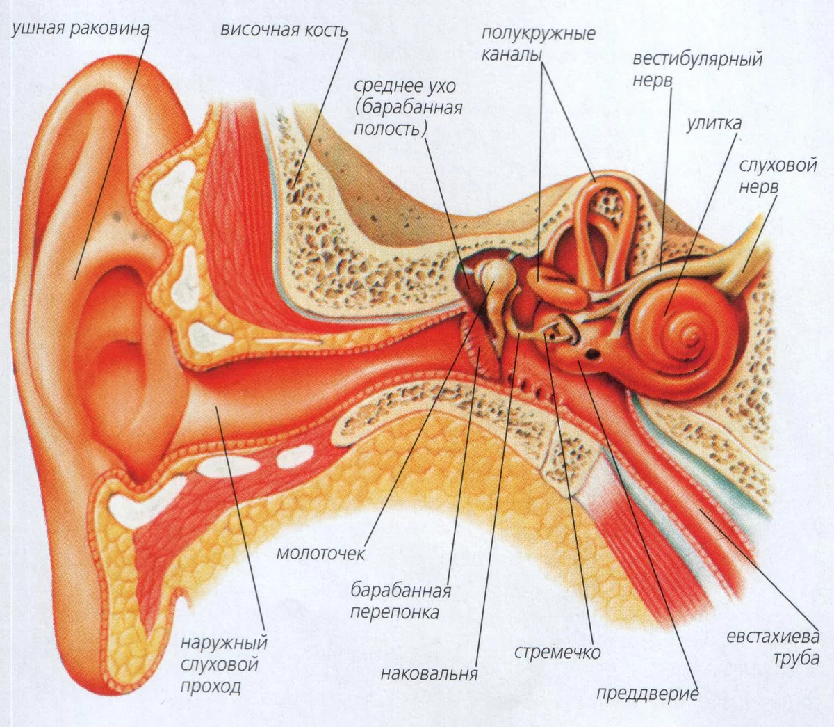 Почему ухо внутри. Строение уха человека вестибулярный аппарат. Строение уха и вестибулярного аппарата. Орган слуха наружное ухо среднее ухо внутреннее ухо. Вестибулярный аппарат слухового анализатора строение.