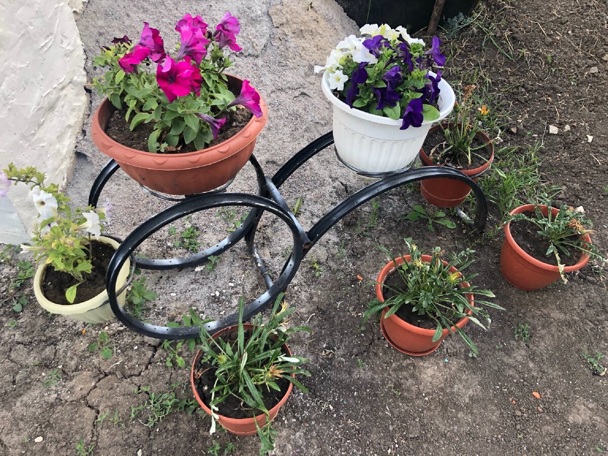 Готовая клумба с цветами