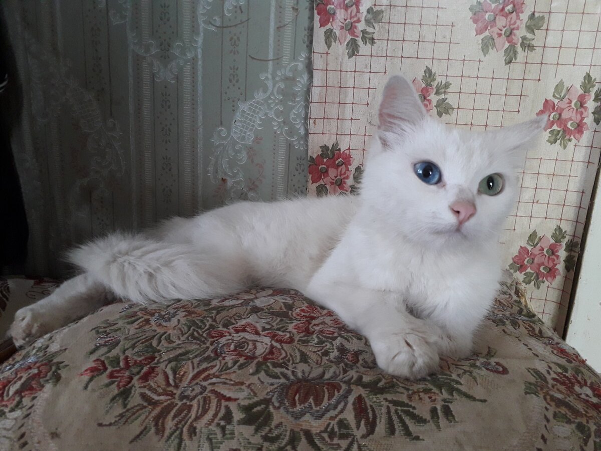 Кошка Саймон