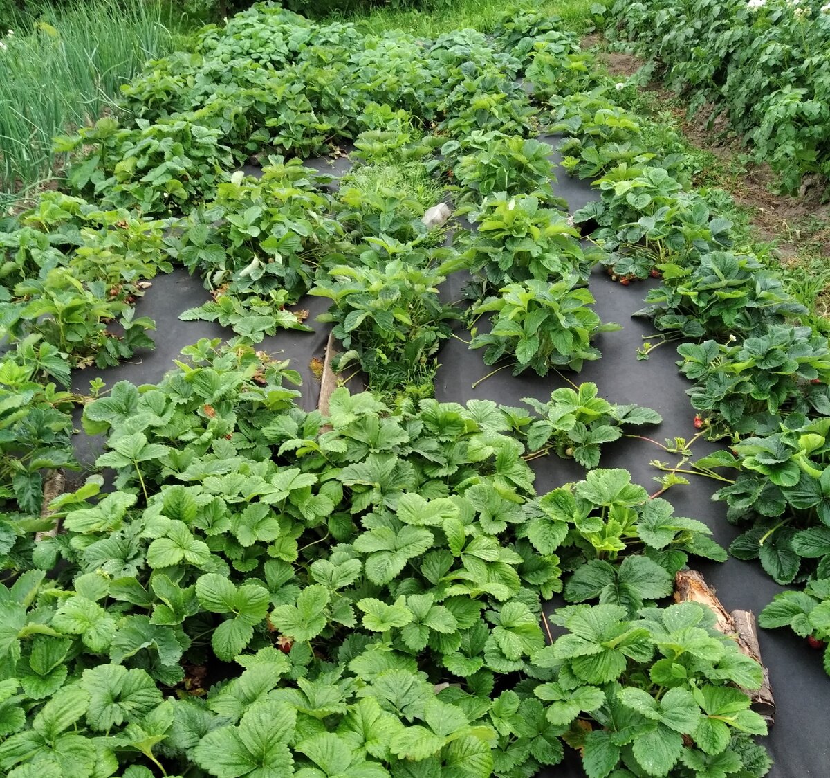                                                           Мои клубничные  грядки. Фото автора.